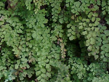 Adiantum capillus-veneris